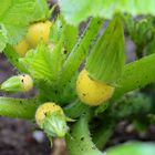 Baby-Zucchini