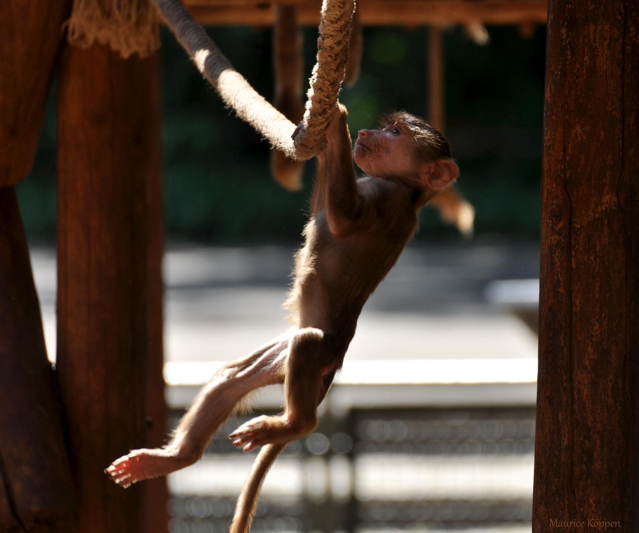 Babyaffe macht Klimmzüge.