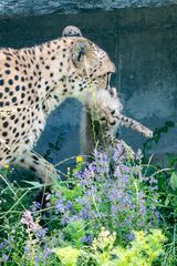 Babyalarm bei den Geparden der Wilhelma