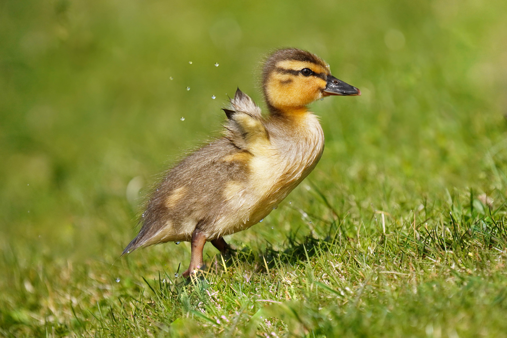 Babyalarm bei Familie Stockente