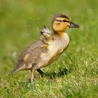 Babyalarm bei Familie Stockente