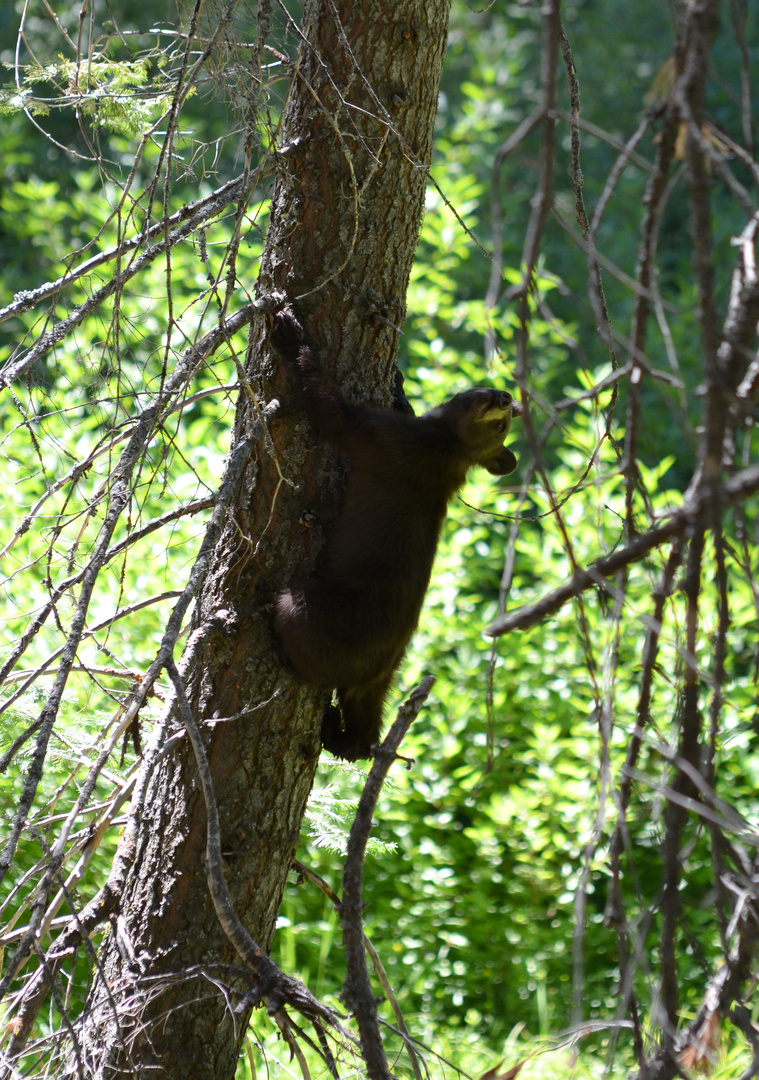 Babybär klettert