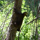 Babybär klettert