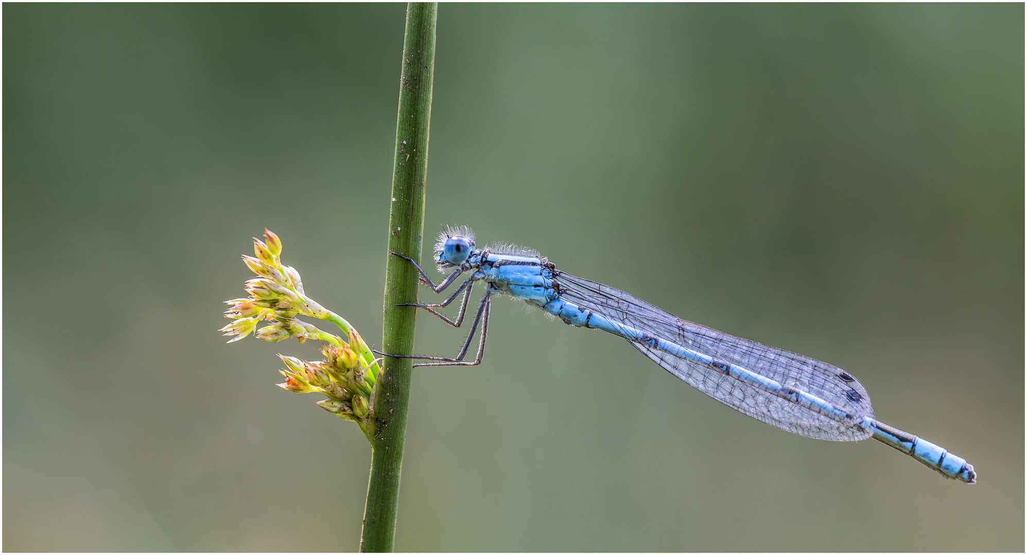 Babyblau