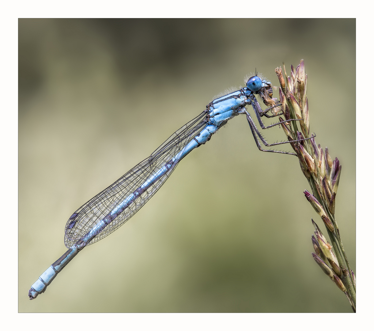 Babyblau...die zweite.