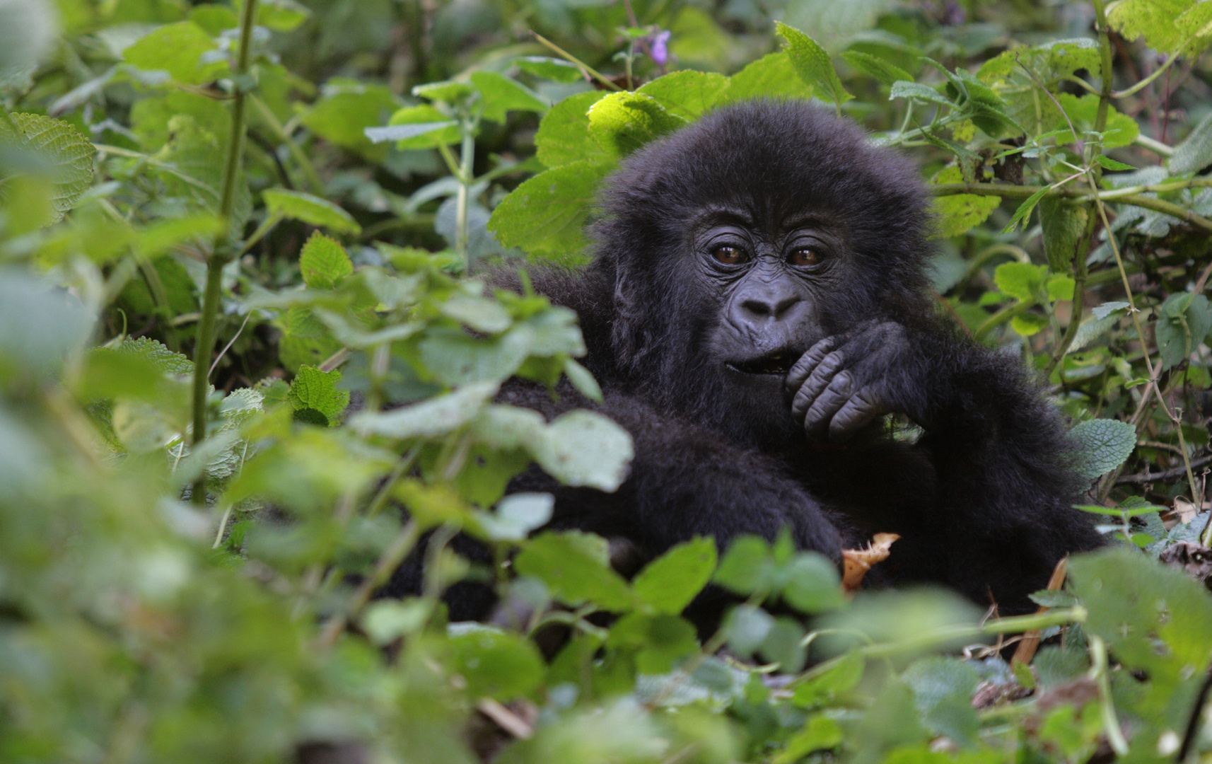 "babyboy" 4 Jahre später, Rwanda, Virunga Nationalpark