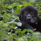 "babyboy" 4 Jahre später, Rwanda, Virunga Nationalpark