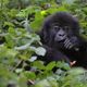 "babyboy" 4 Jahre spter, Rwanda, Virunga Nationalpark