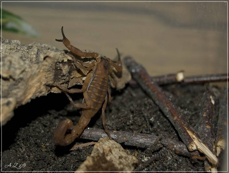 Babycurus Jacksoni