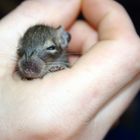 Babydegu, ca 1 Woche alt