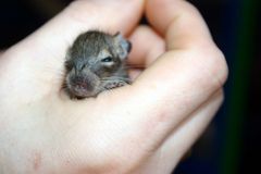 Babydegu, ca 1 Woche alt