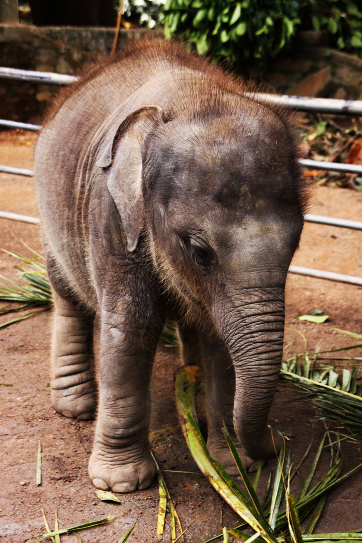 Babyelefant in Pinnawala