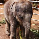 Babyelefant in Pinnawala