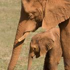 Babyelefant mit Mama