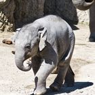 Babyelefant Ruwani