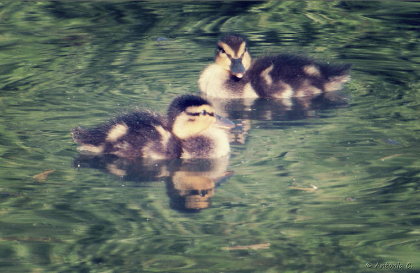 Babyenten