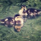 Babyenten