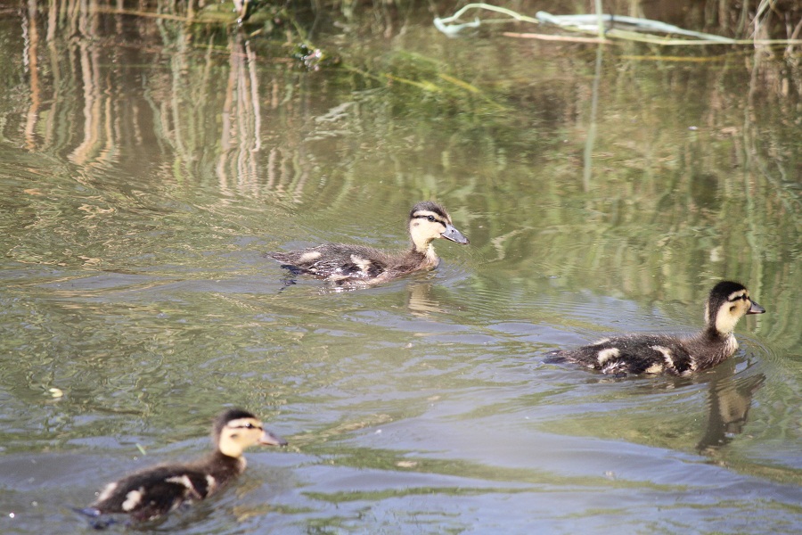 babyenten