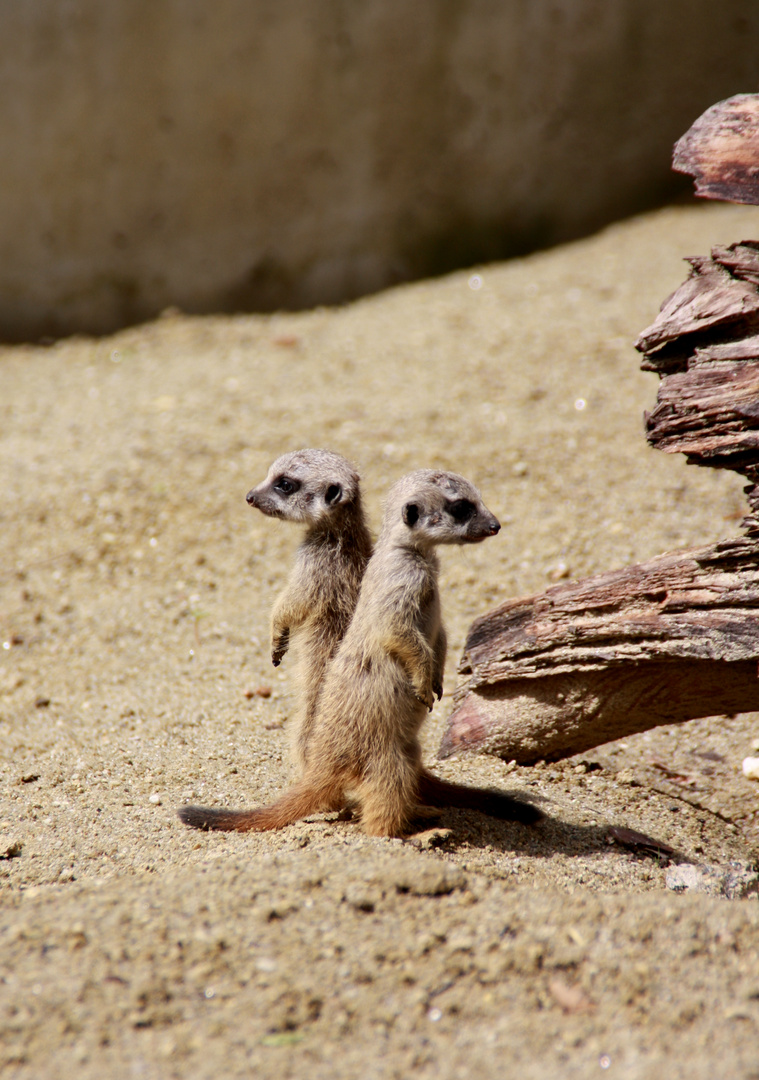 Babyerdmännchen