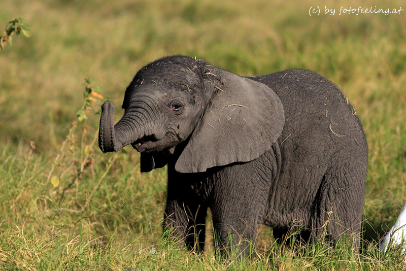 Babyfant