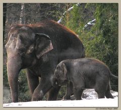 Babyfant aus Berlin!