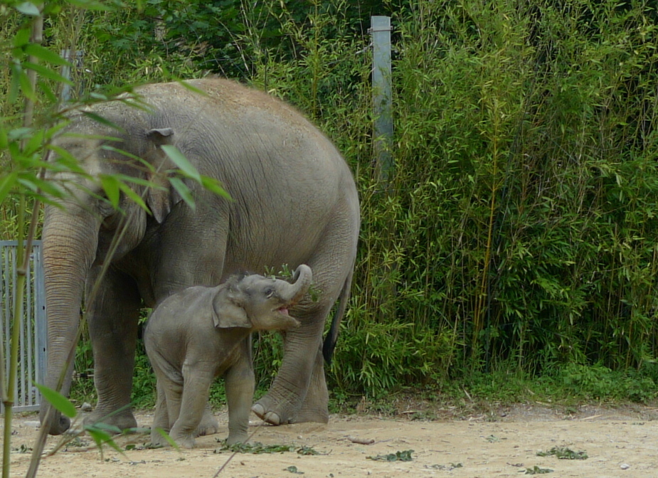 Babyfant