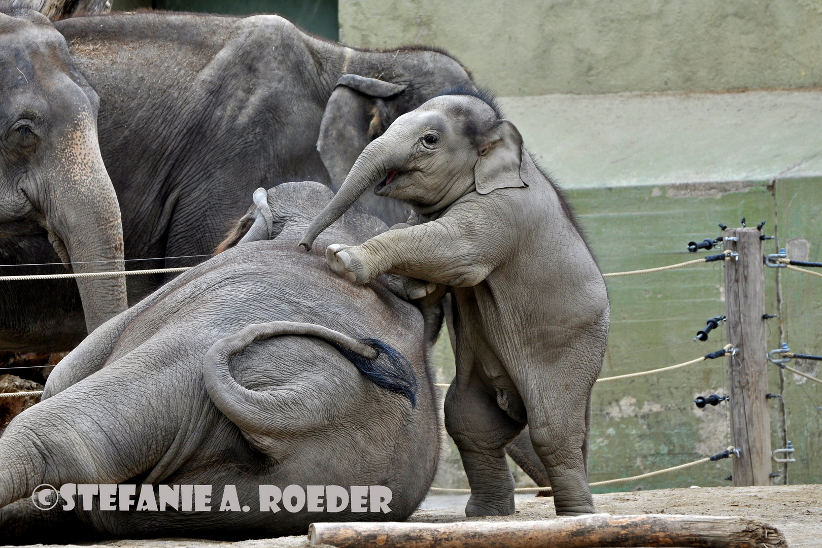 Babyfant ganz groß