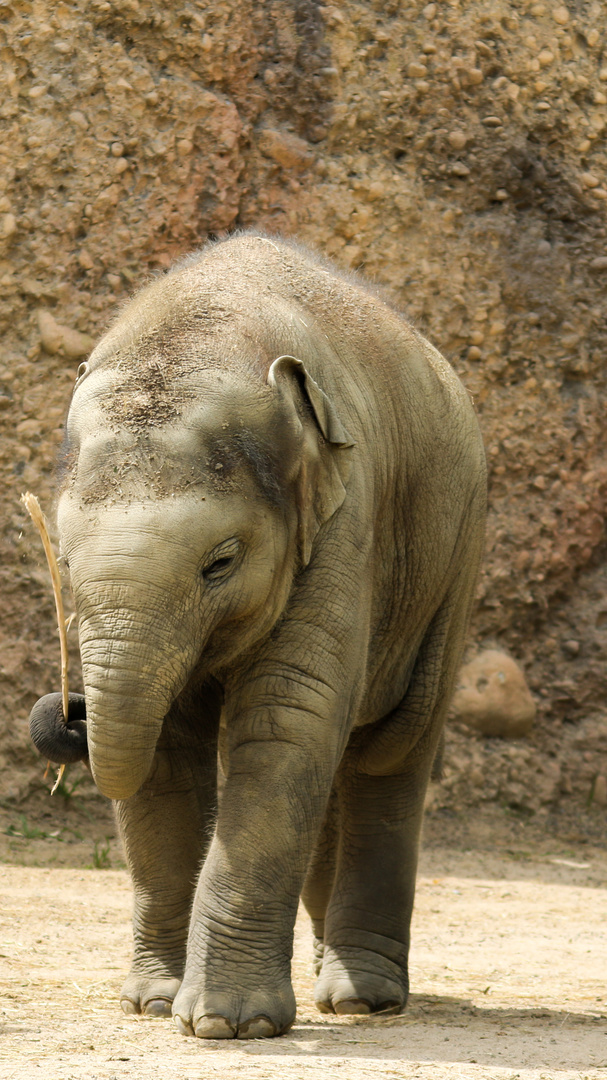 Babyfant im Zoo Zürich