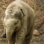 Babyfant im Zoo Zürich