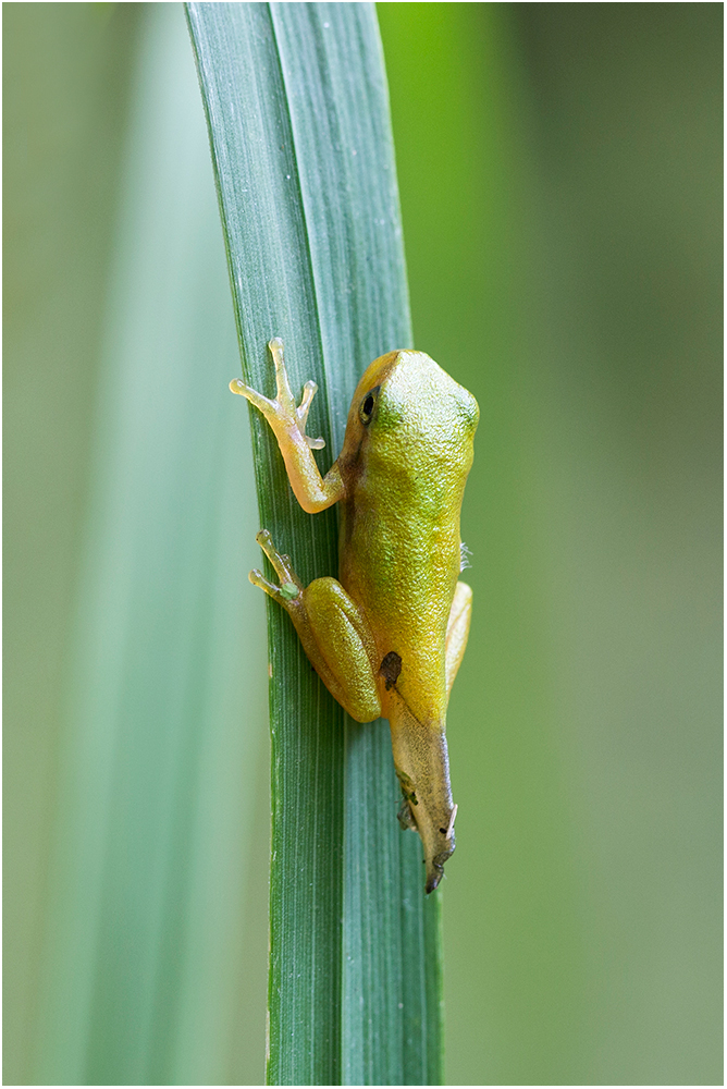 Babyfrosch..