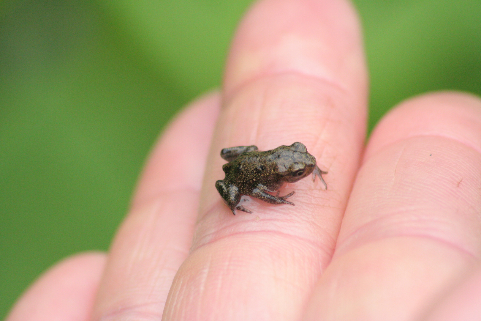 Babyfrosch Foto & Bild tiere, natur Bilder auf
