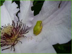 Babyfrosch auf Clematisblüte