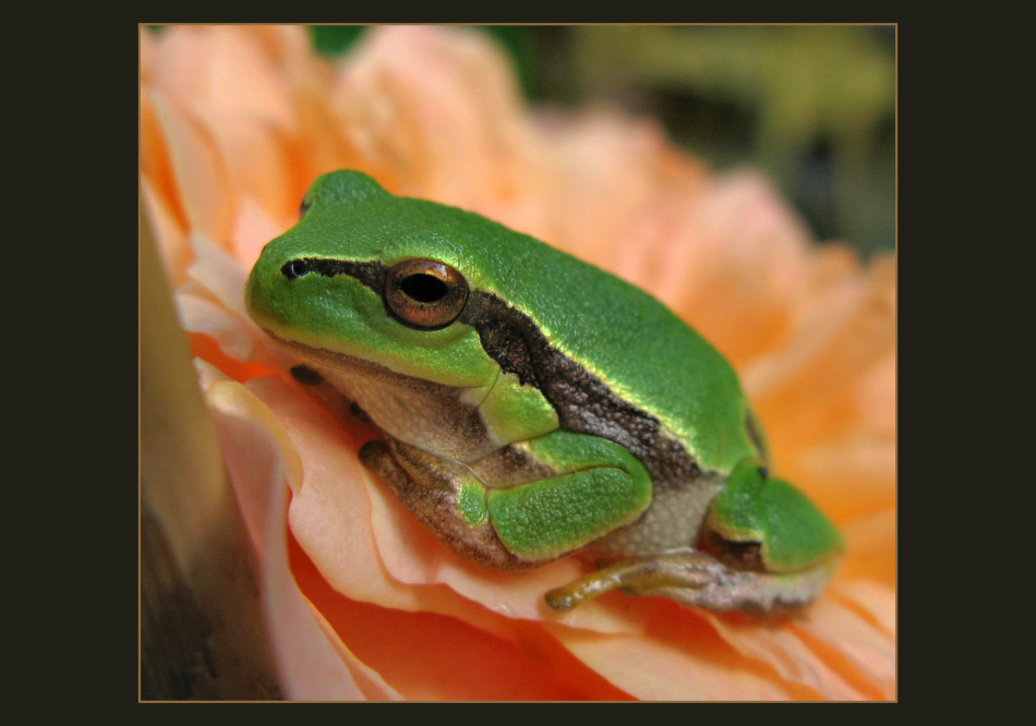 Babyfrosch auf Rosenblüte