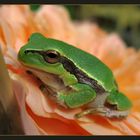 Babyfrosch auf Rosenblüte