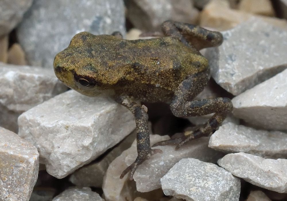 Babyfrosch Foto & Bild tiere, wildlife, amphibien & reptilien Bilder