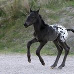 Babygalopp