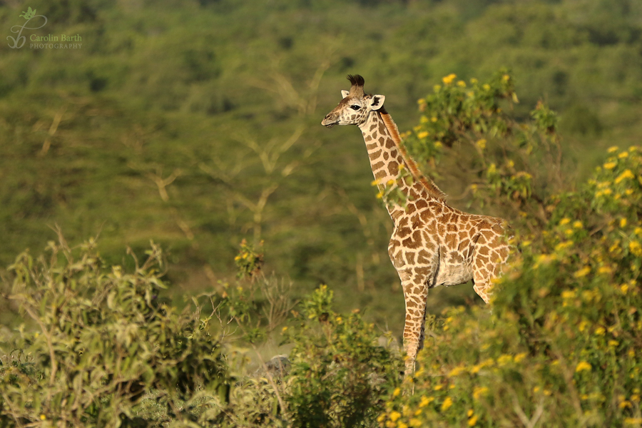 Babygiraffe