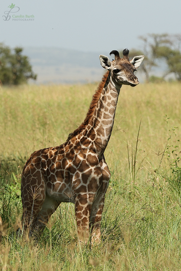 Babygiraffe