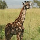 Babygiraffe