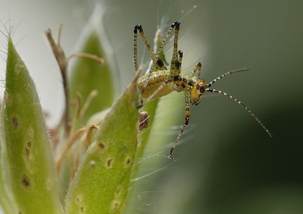 Babyheuschrecke