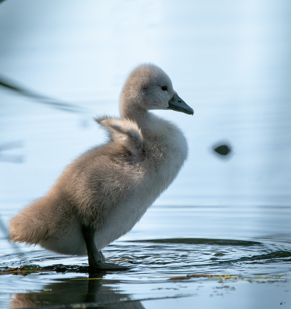 Babyho?ckerschwan