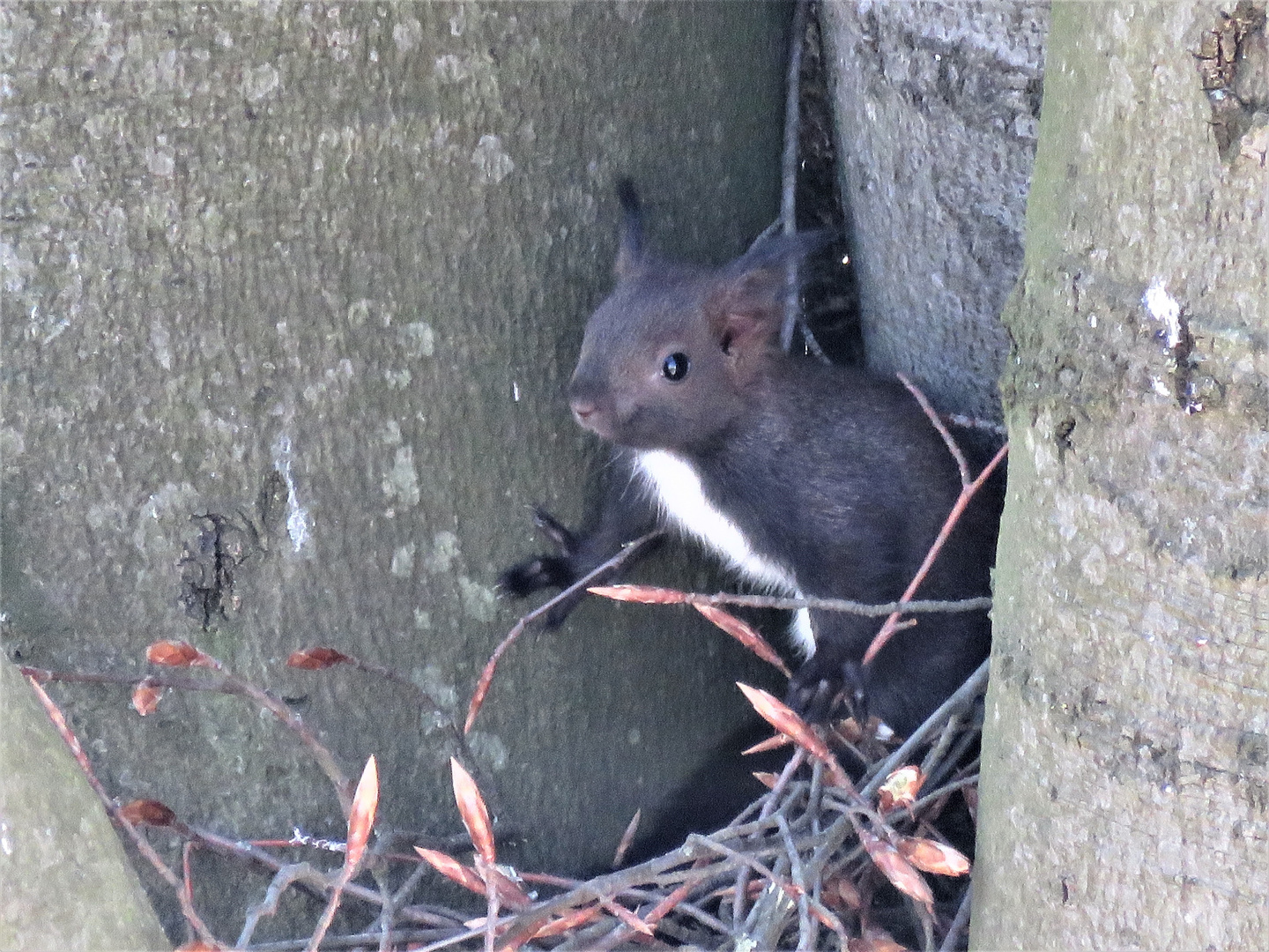 Babyhörnchen