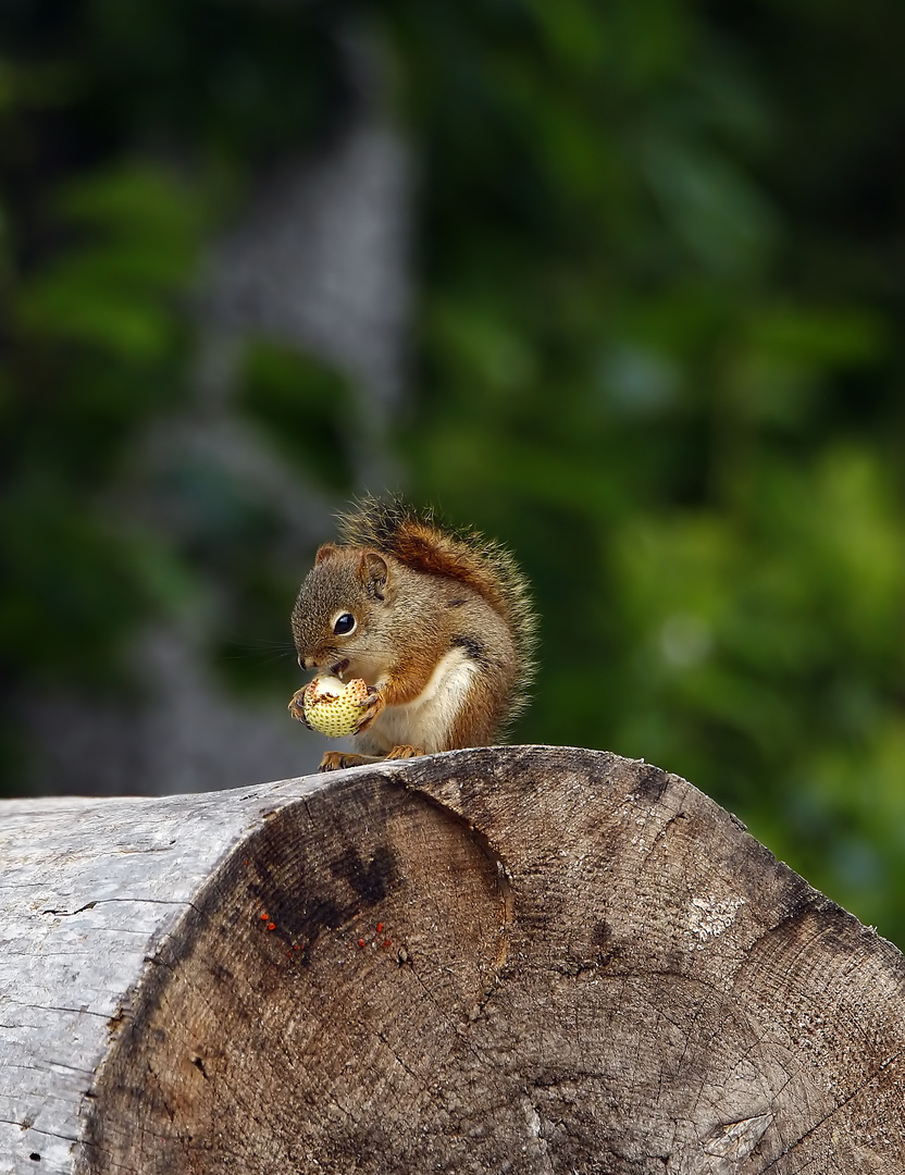 Babyhörnchen mit Erdbeere