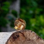 Babyhörnchen mit Erdbeere