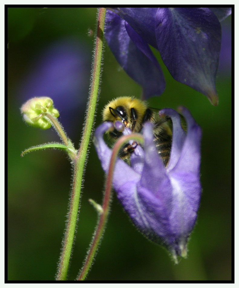 Babyhummel ;-)