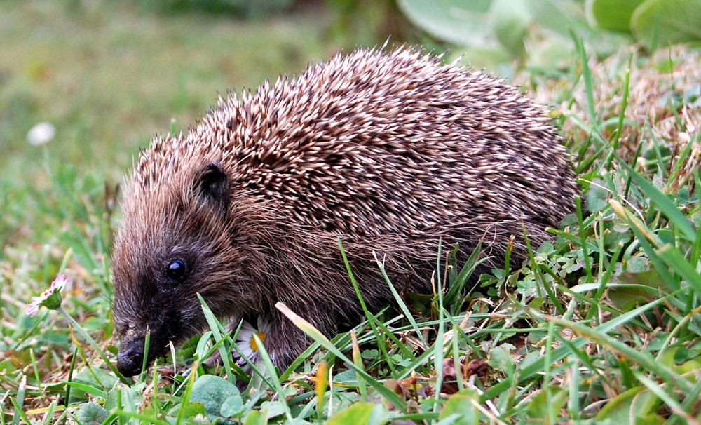 Babyigel im Garten