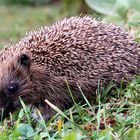 Babyigel im Garten