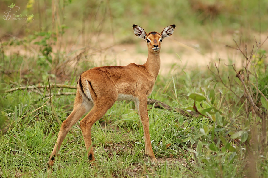 Babyimpala