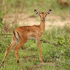 Babyimpala