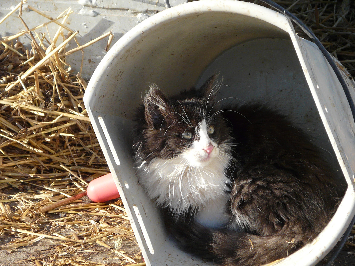 Babykätzchen sucht Kuschelplatz